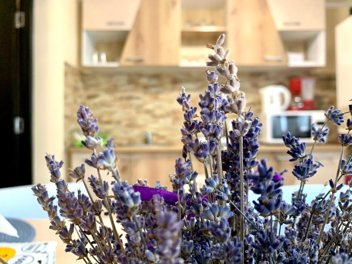 Grinda House - City Center Park And Stay 브라쇼브 외부 사진
